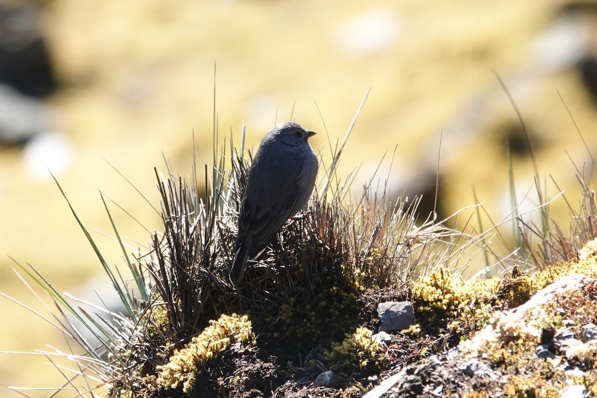 Plumbeous Sierra Finch - ML622783566