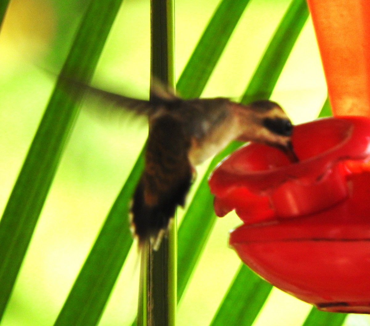 Pale-bellied Hermit - ML622783593