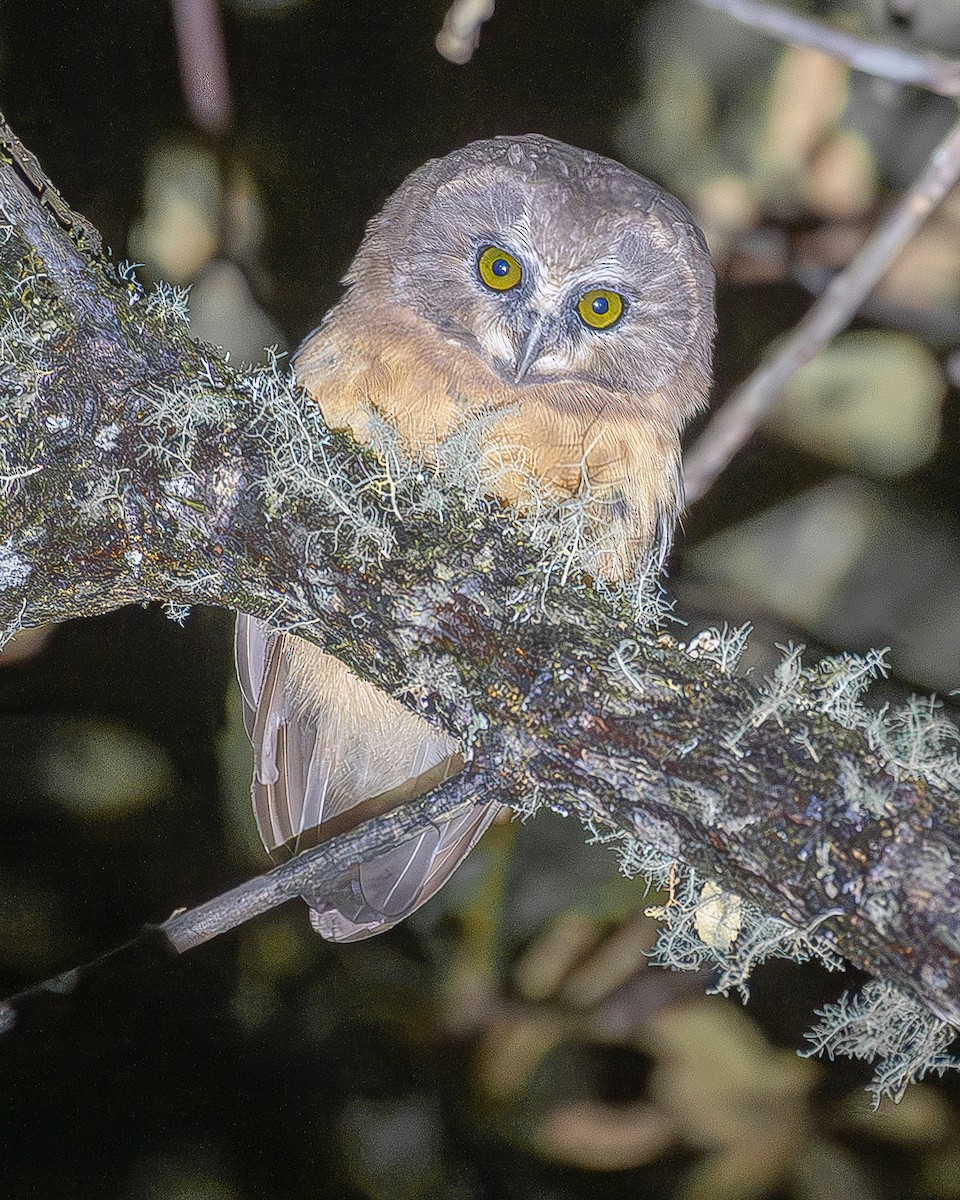 Unspotted Saw-whet Owl - ML622783703