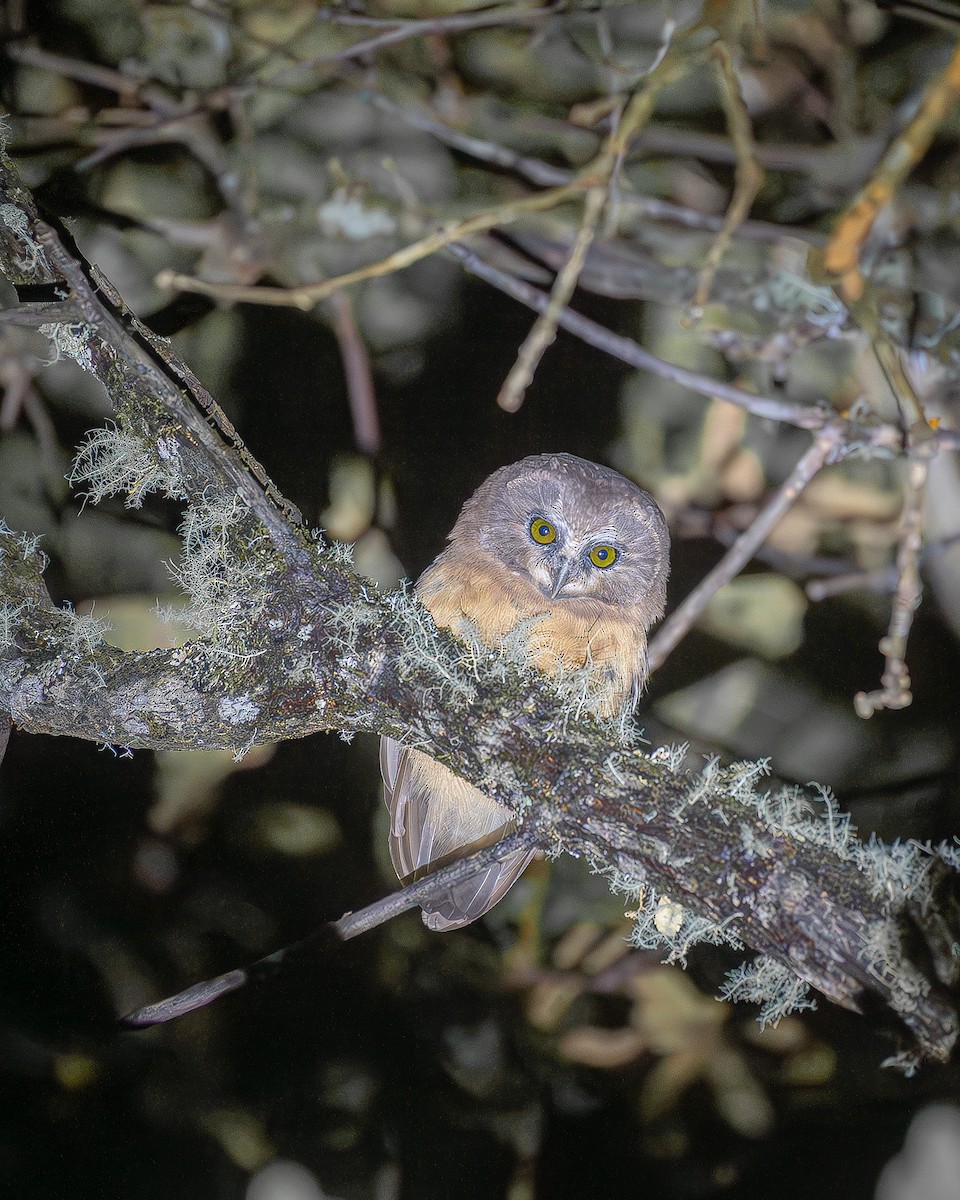 Unspotted Saw-whet Owl - ML622783704