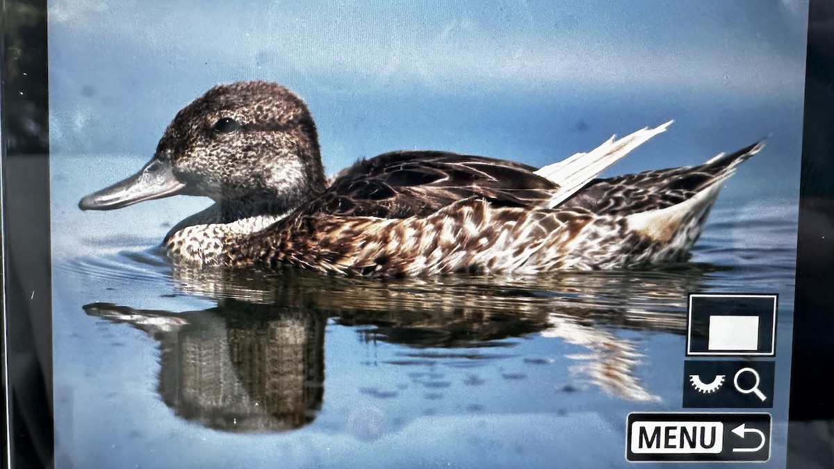 Green-winged Teal (American) - Ardell Winters