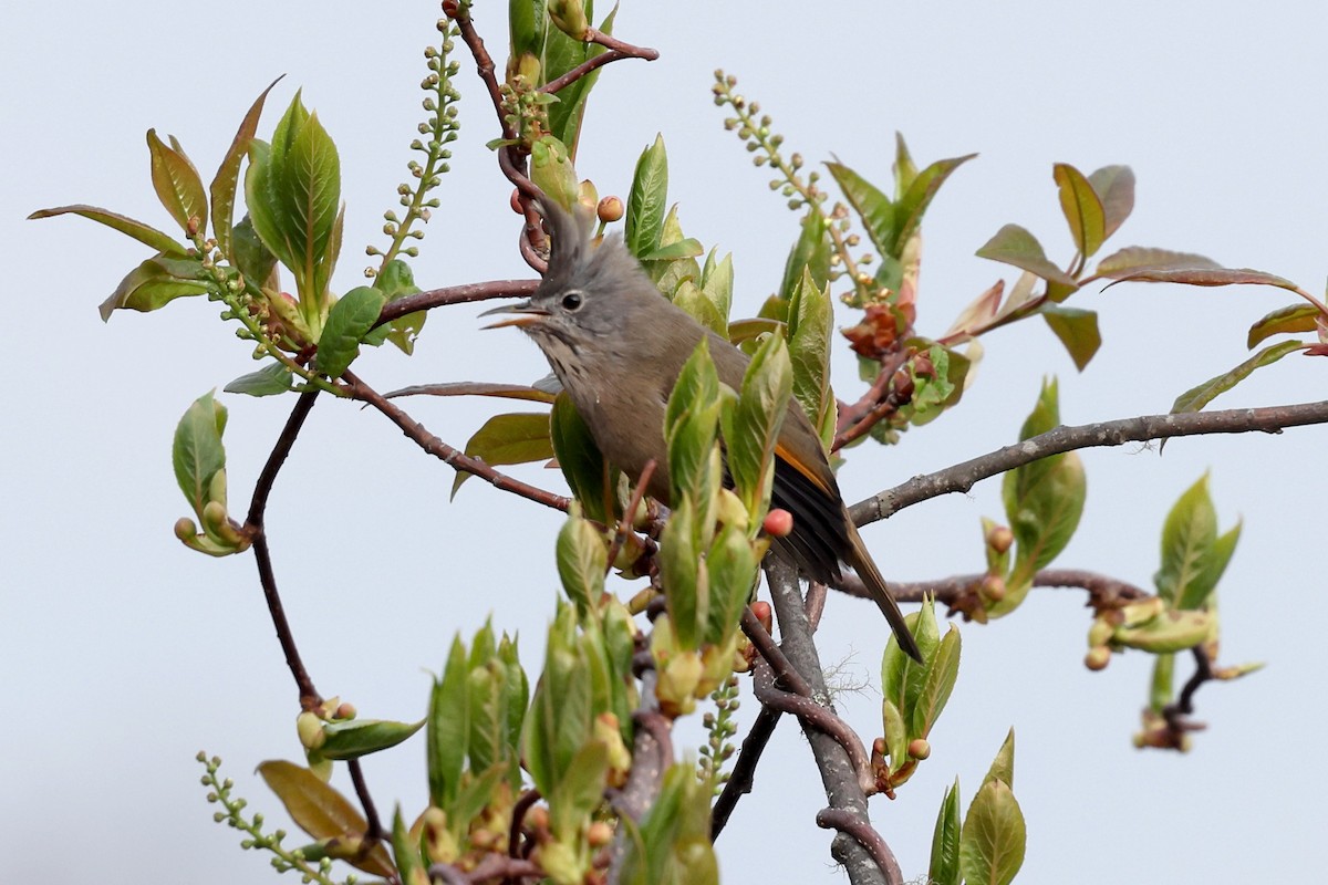 Stripe-throated Yuhina - ML622783732