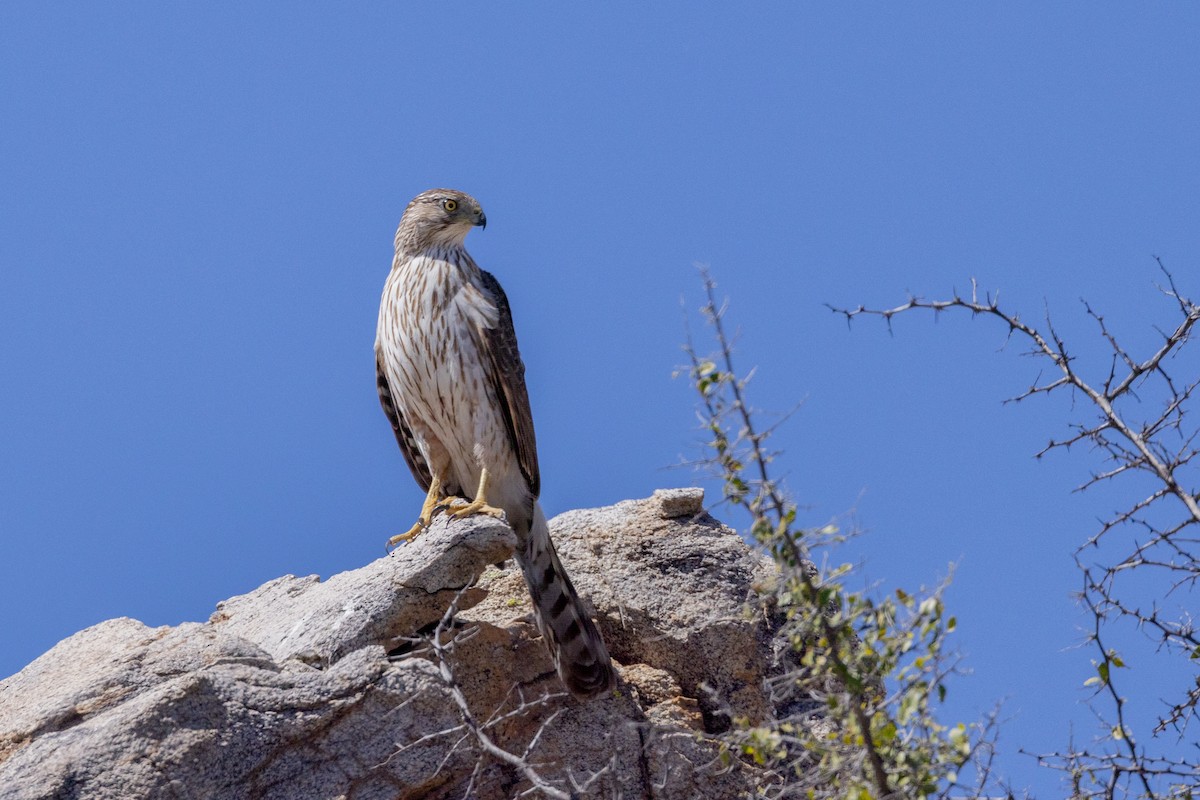 Cooper's Hawk - ML622783733