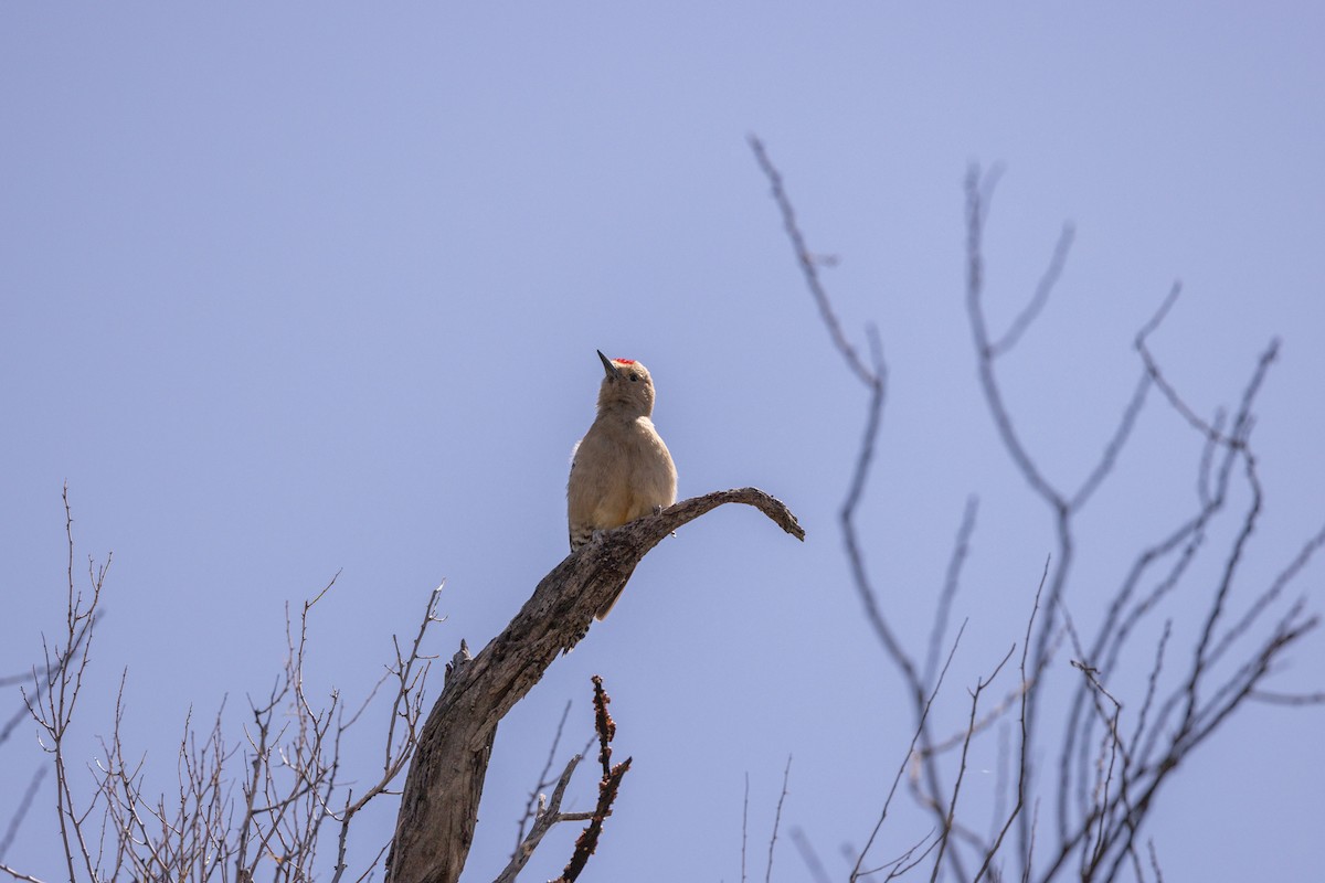 Gila Woodpecker - ML622783734