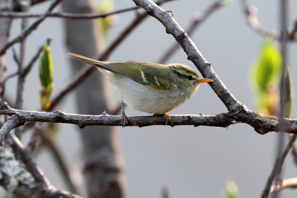 Blyth's Leaf Warbler - ML622783754