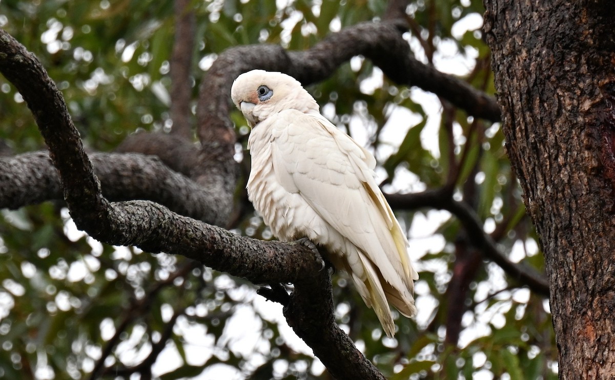 Little Corella - Tim Saylor