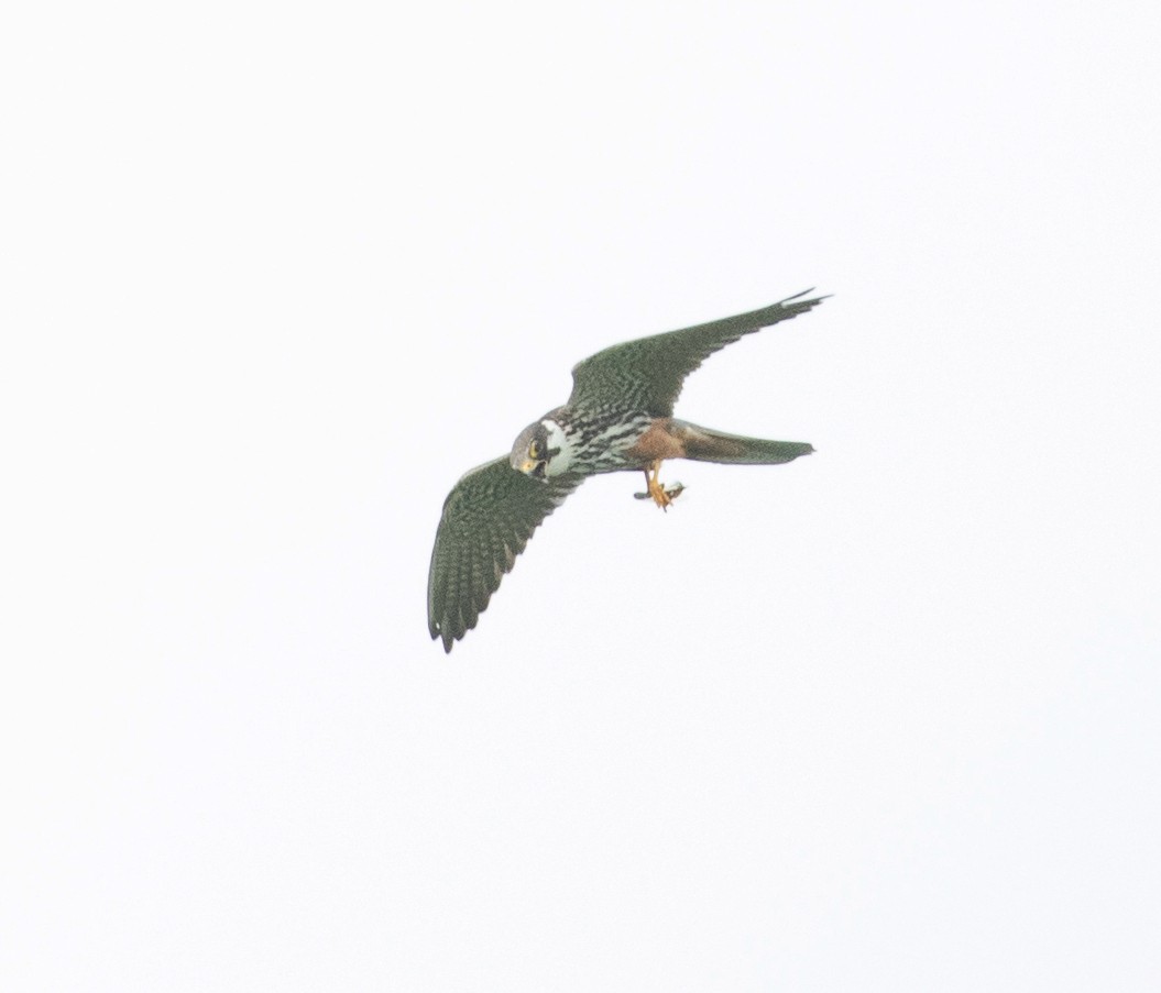 Eurasian Hobby - ML622783789