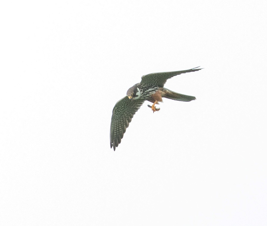 Eurasian Hobby - ML622783790