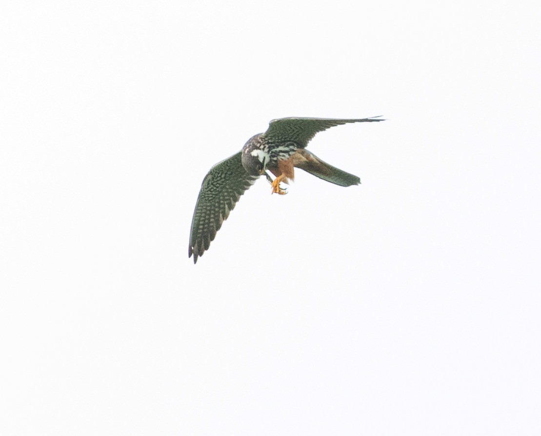 Eurasian Hobby - ML622783791