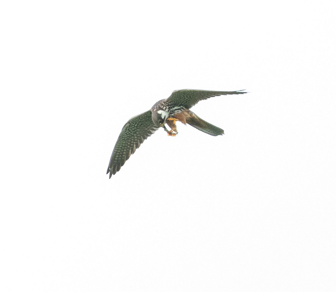 Eurasian Hobby - ML622783792