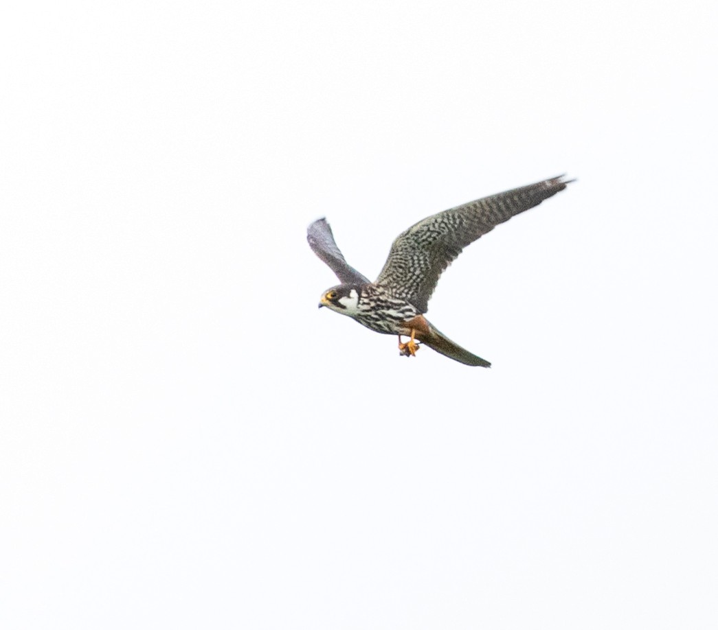 Eurasian Hobby - ML622783805