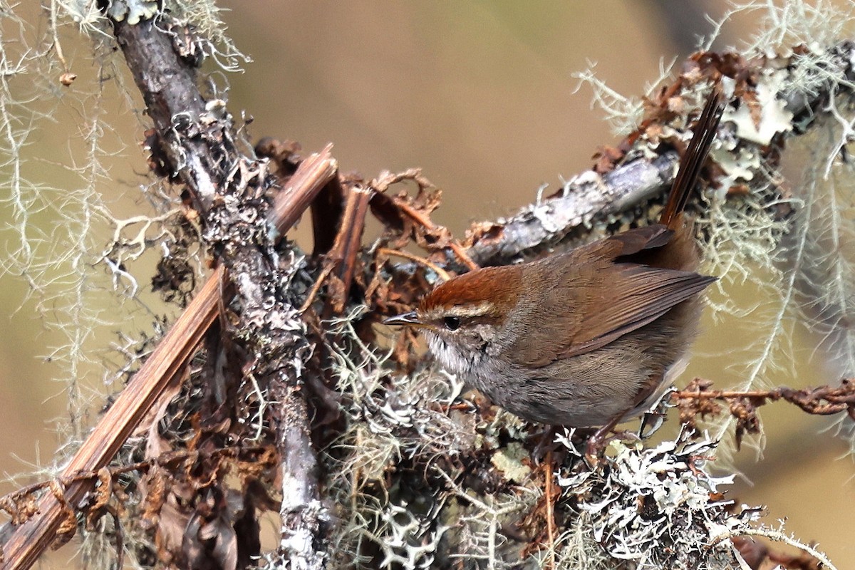 Gray-sided Bush Warbler - ML622783813