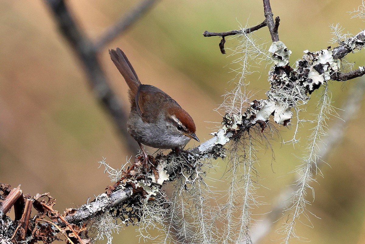 Gray-sided Bush Warbler - ML622783818