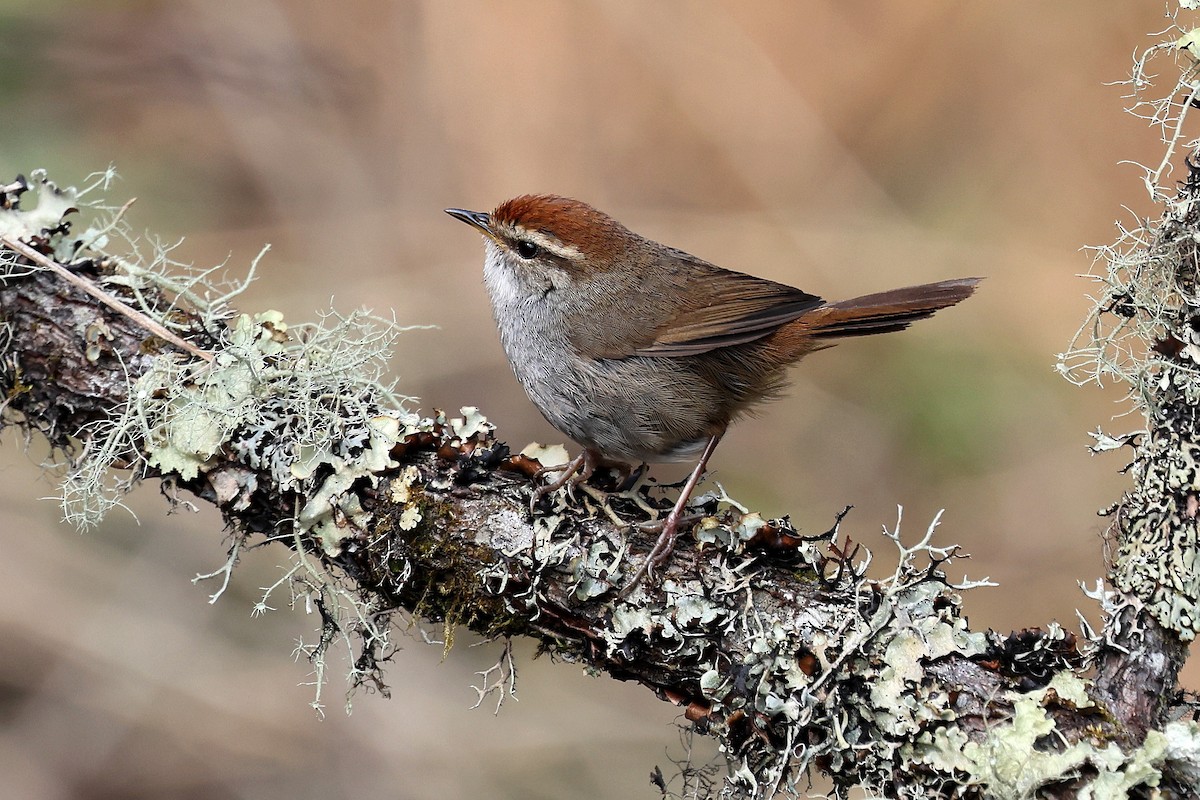 Gray-sided Bush Warbler - ML622783819