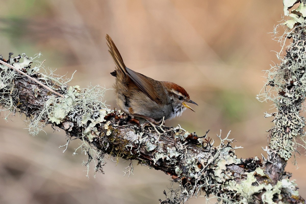 Gray-sided Bush Warbler - ML622783821