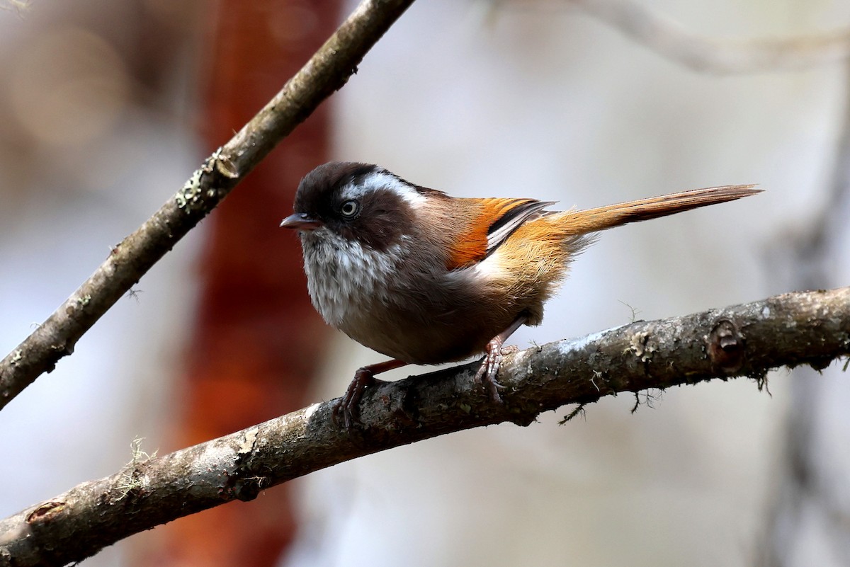 Rufous-winged Fulvetta - ML622783889