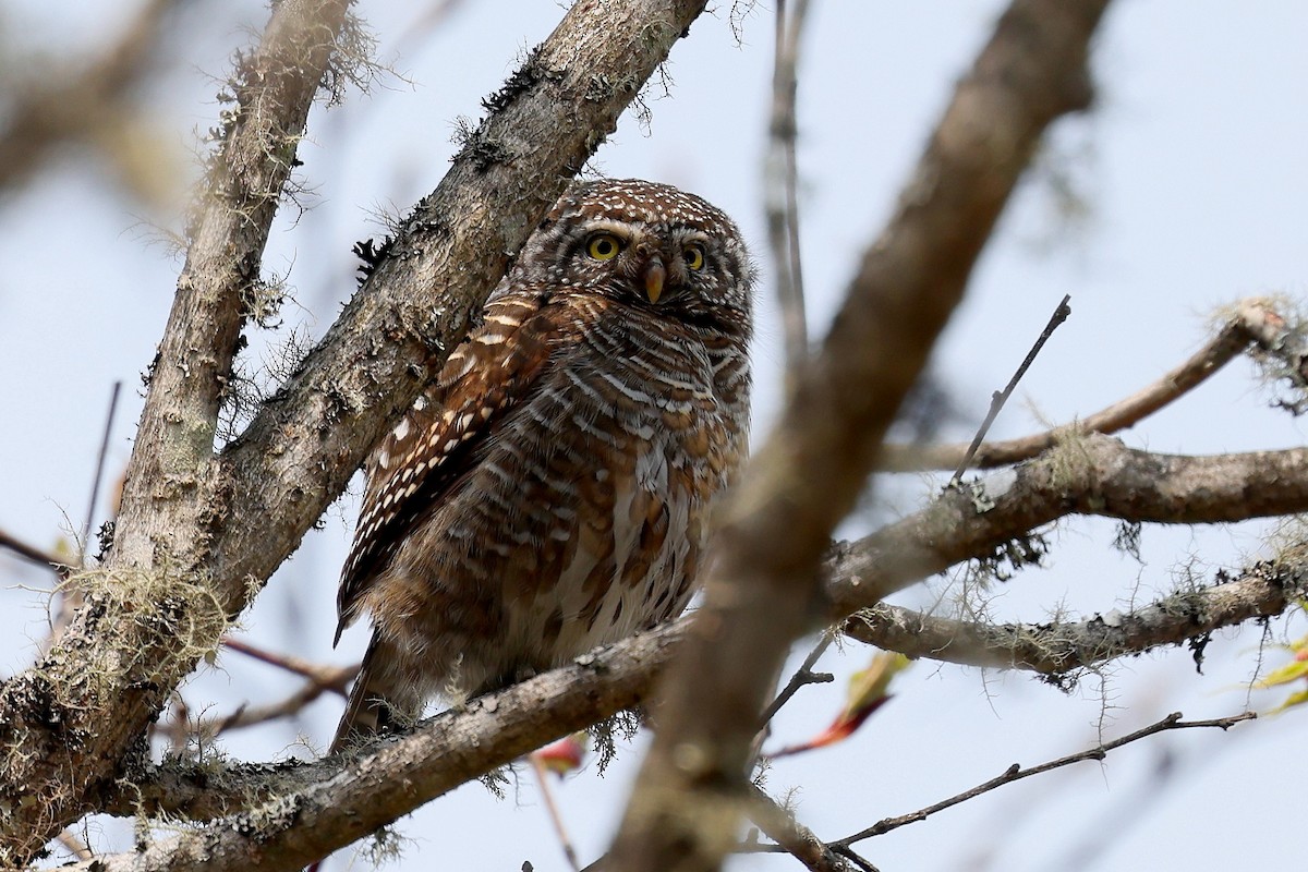 Collared Owlet - ML622783899