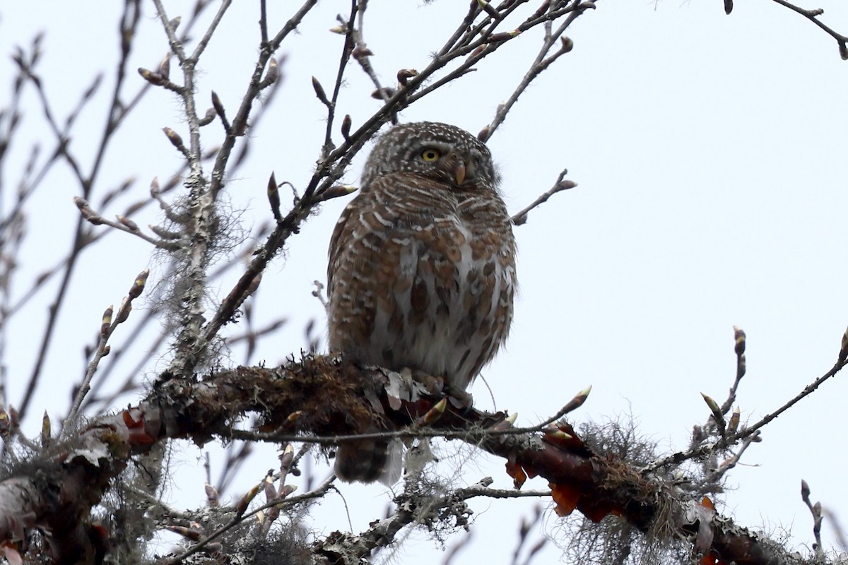 Collared Owlet - ML622783900