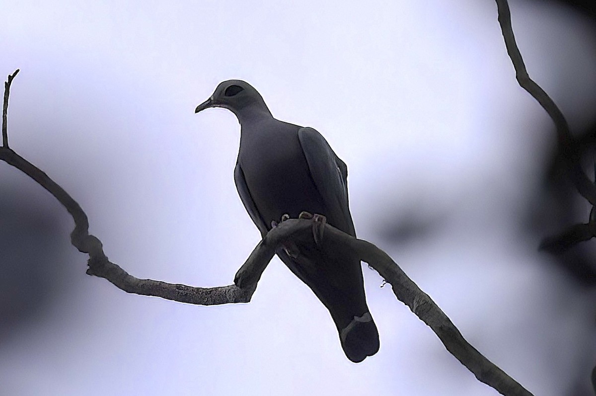 Pinon's Imperial-Pigeon - Mandy Talpas -Hawaii Bird Tours