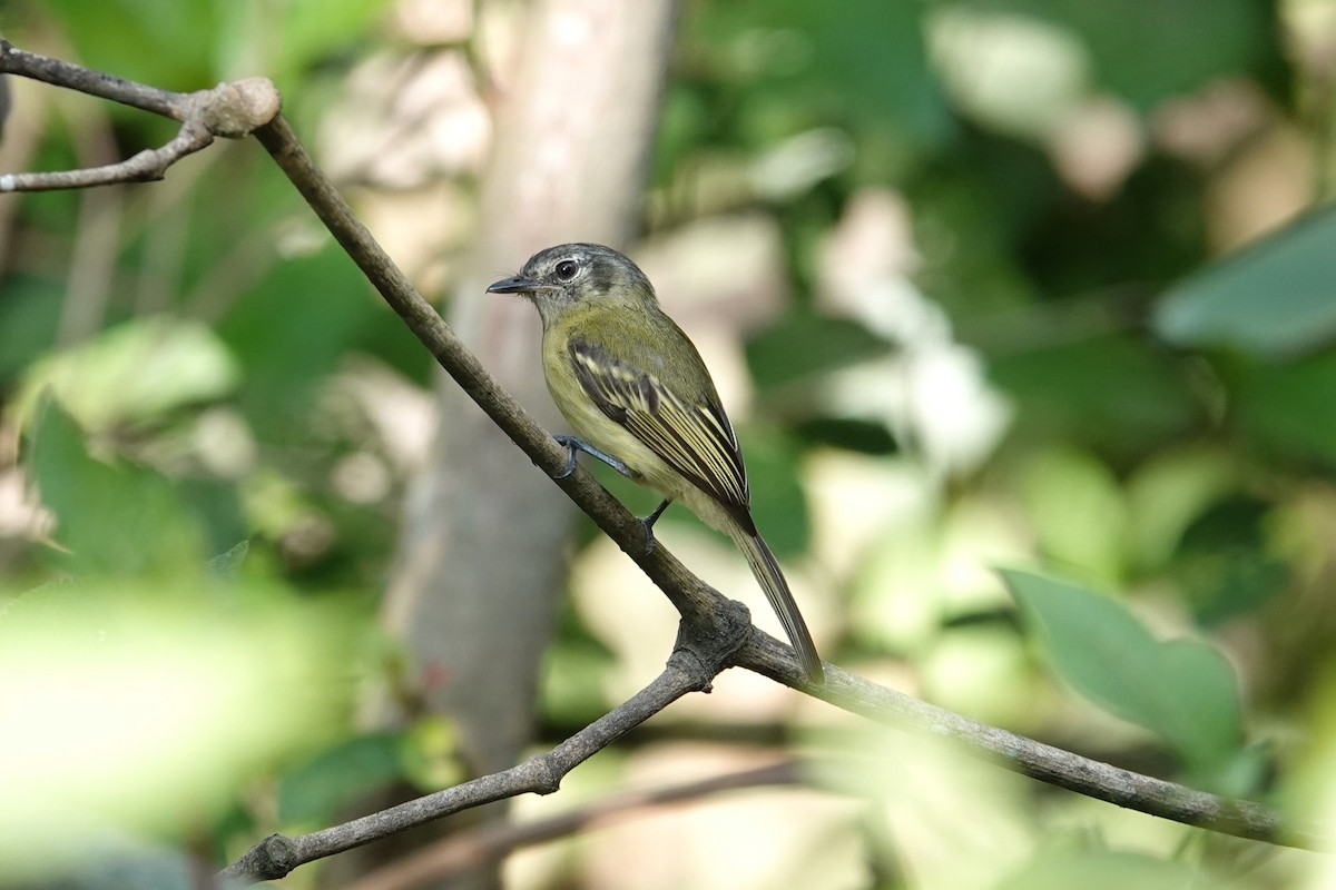 Yellow-olive Flatbill - ML622784006