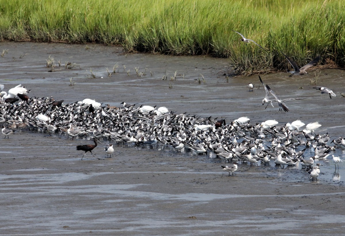 Glossy Ibis - Kevin Munro Smith