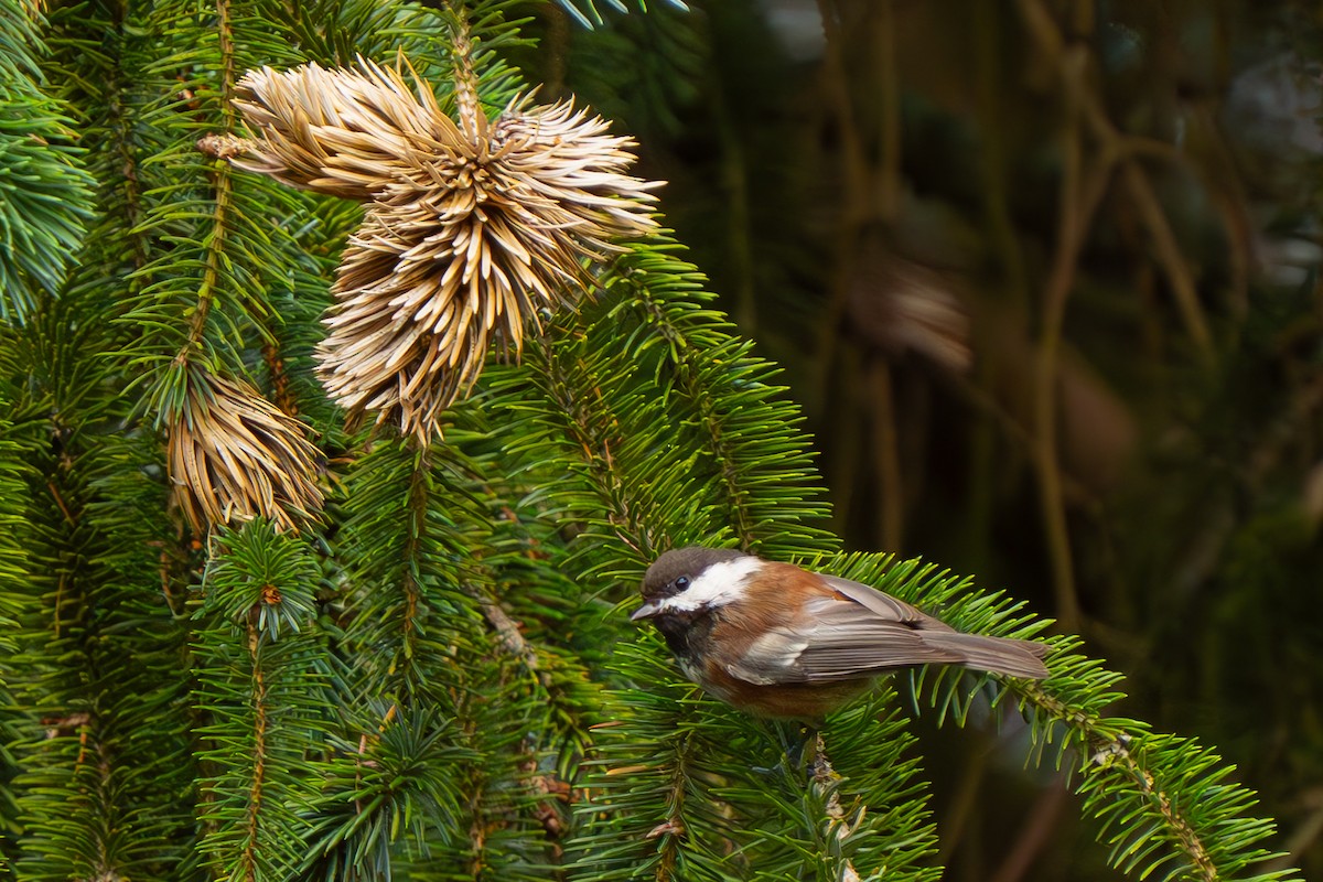 Chestnut-backed Chickadee - Jeff Huth