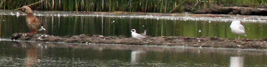 Forster's Tern - ML622784038