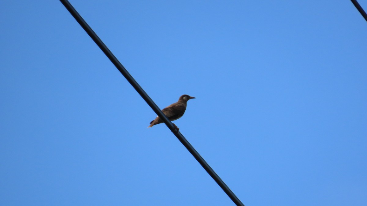 White-cheeked Starling - YUKIKO ISHIKAWA