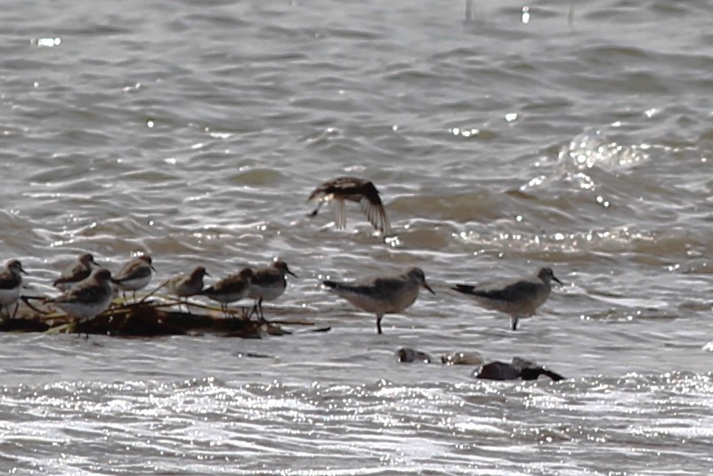 Red Knot - ML622784059