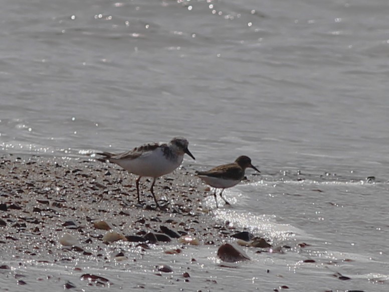 Sanderling - ML622784066