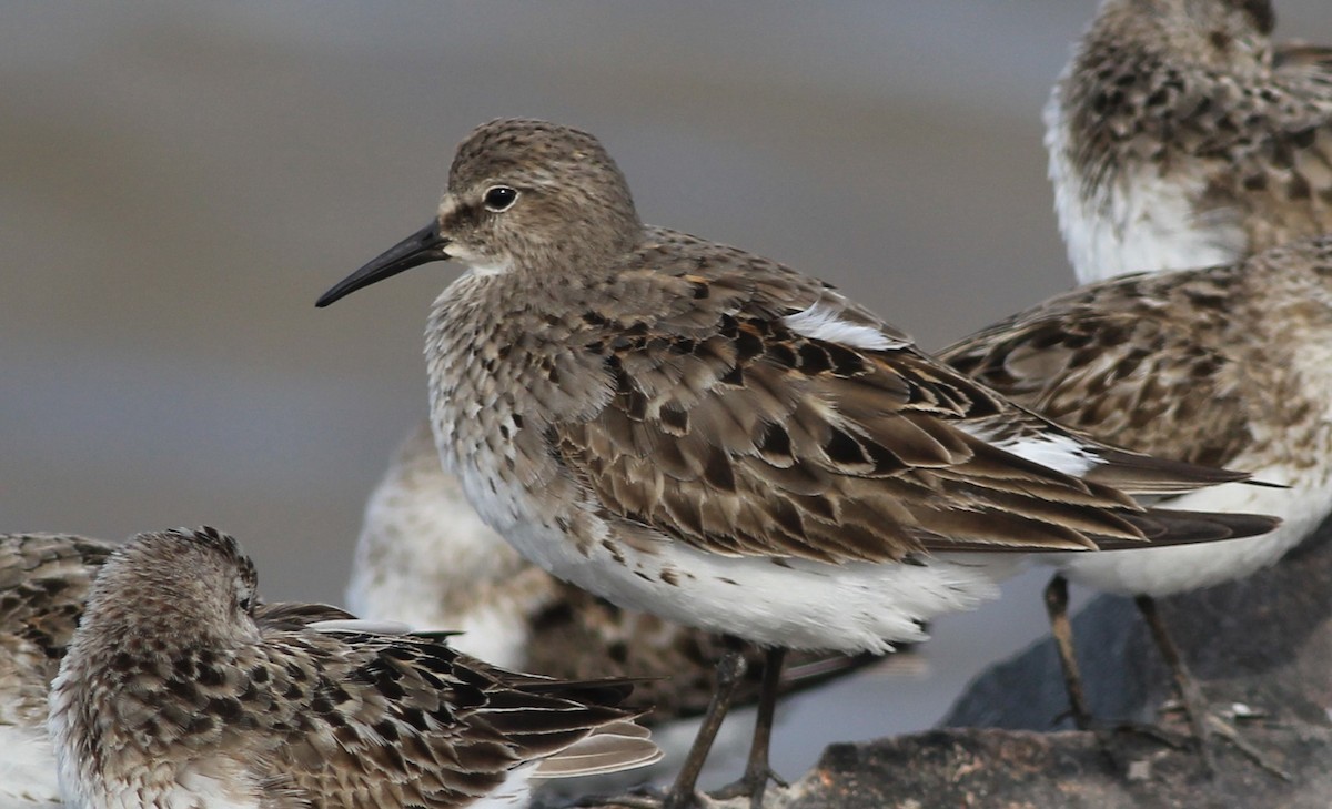 White-rumped Sandpiper - Harold Forsyth