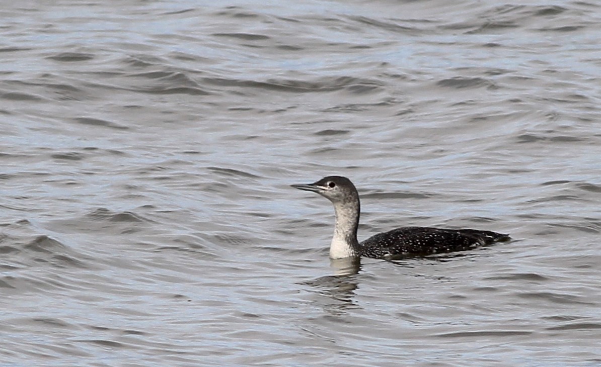 Red-throated Loon - ML622784104