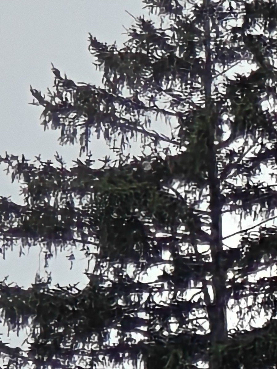 Bald Eagle - ML622784175