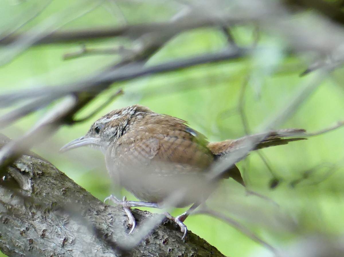 Carolina Wren - ML622784258