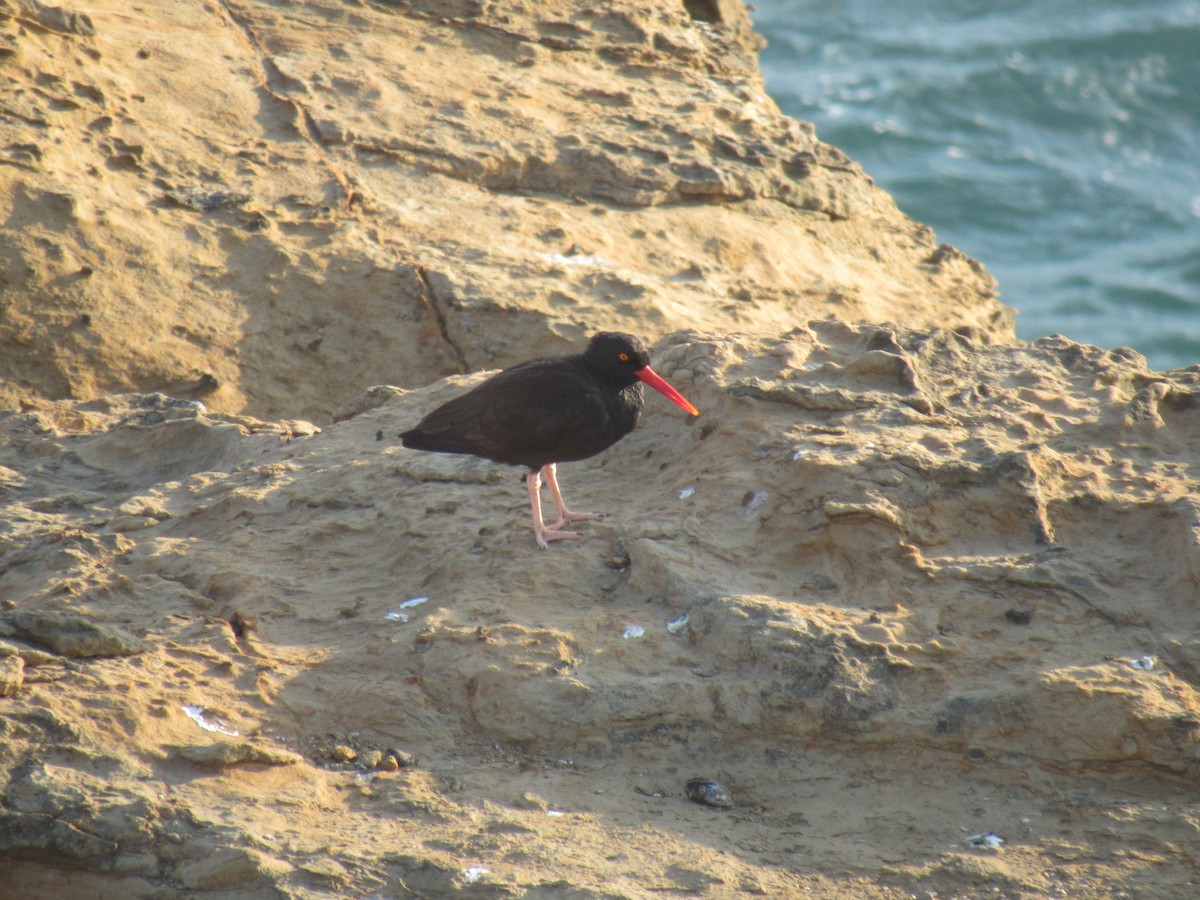 Black Oystercatcher - ML622784267