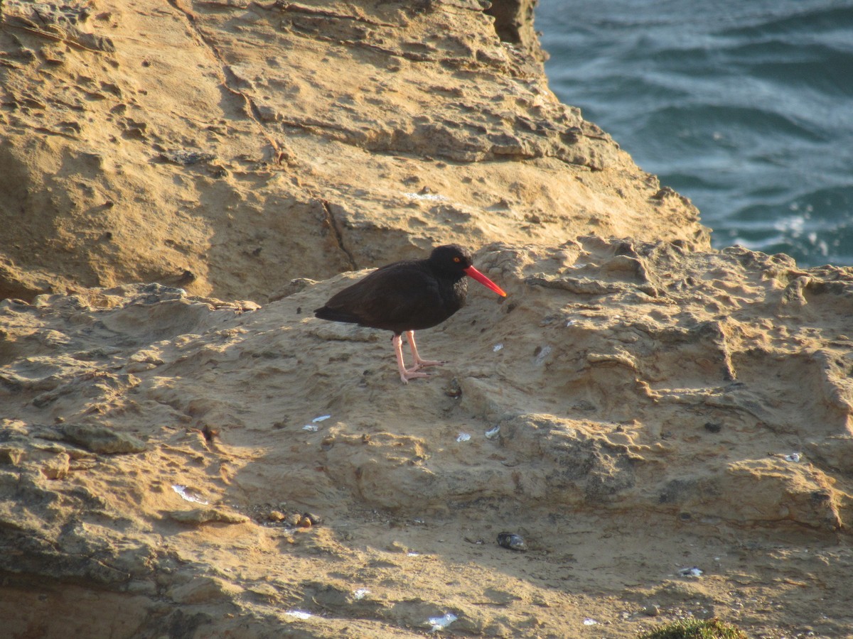 Black Oystercatcher - ML622784268