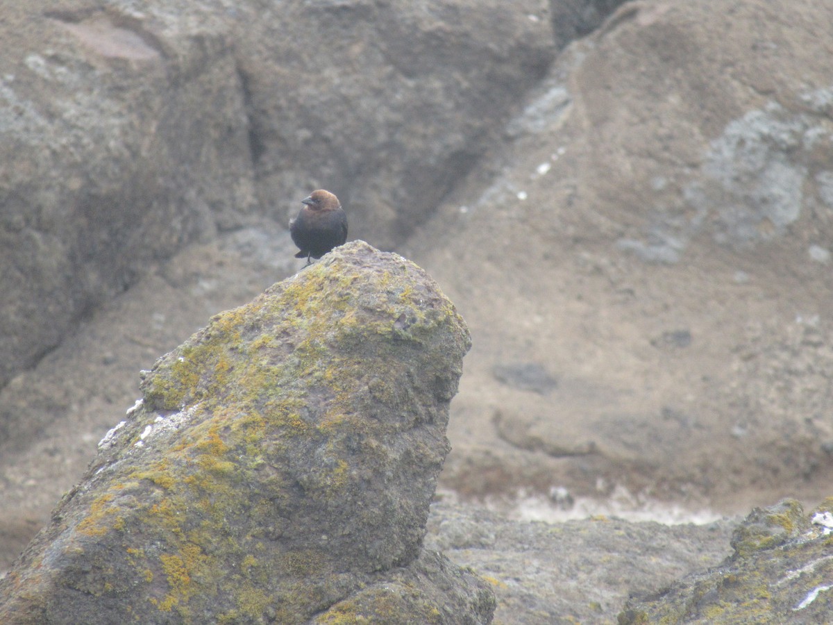 Brown-headed Cowbird - ML622784289