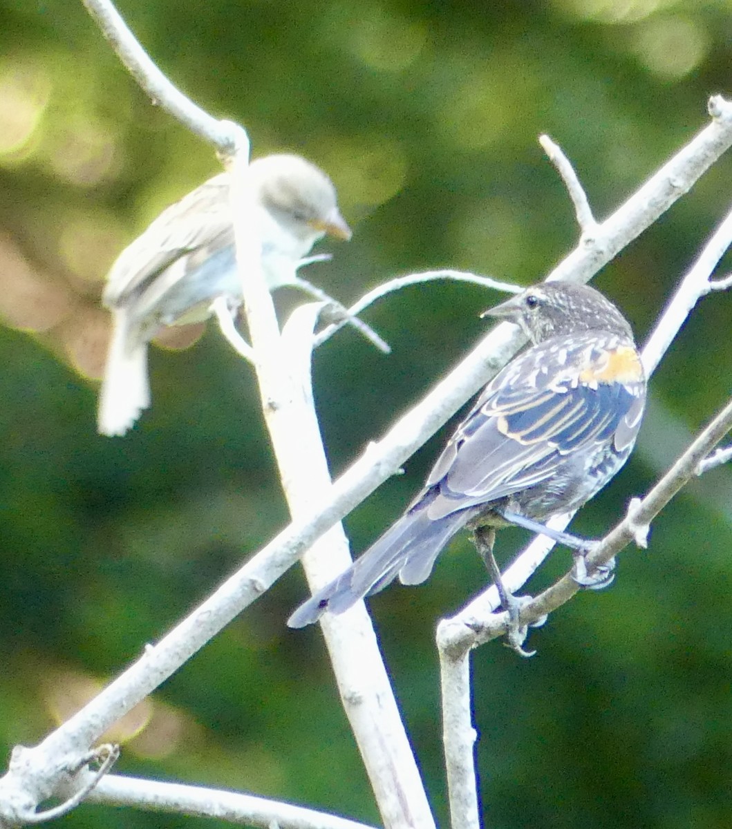 Red-winged Blackbird - ML622784301