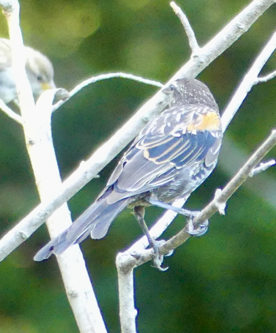 Red-winged Blackbird - ML622784302