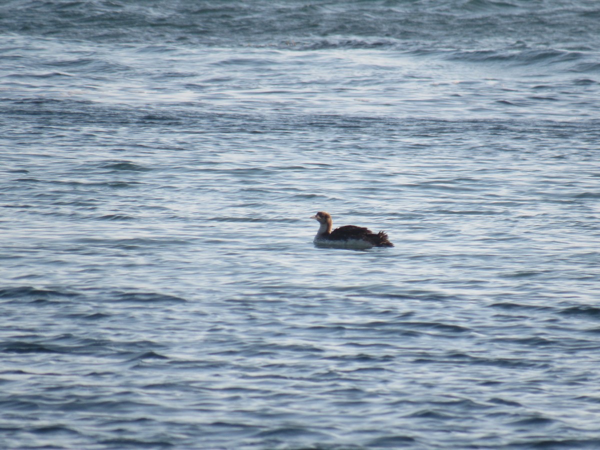 Pacific Loon - ML622784324