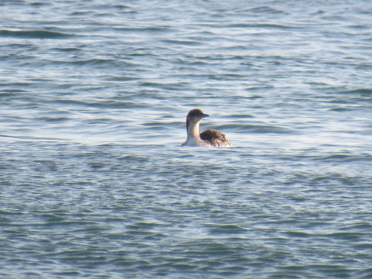 Pacific Loon - ML622784328