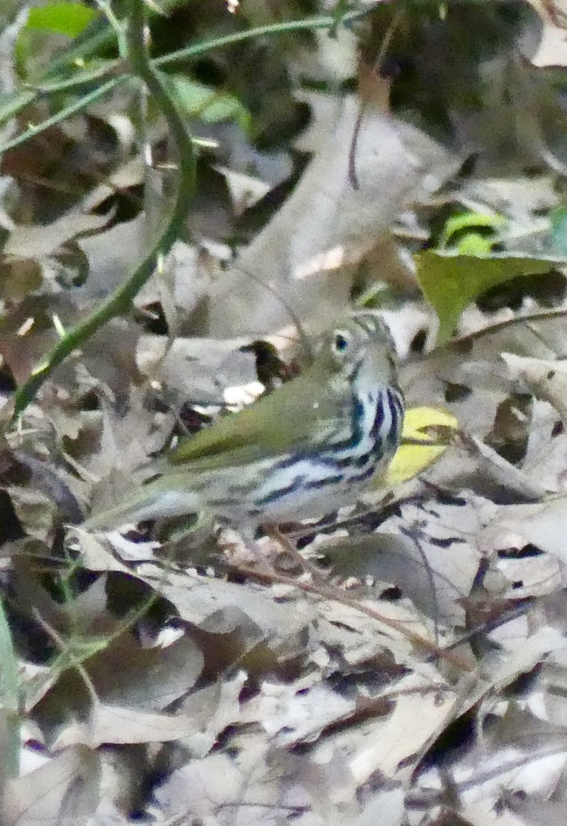 Ovenbird - Sister Lynn Caton