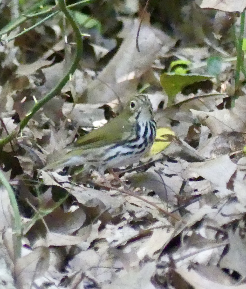 Ovenbird - ML622784333
