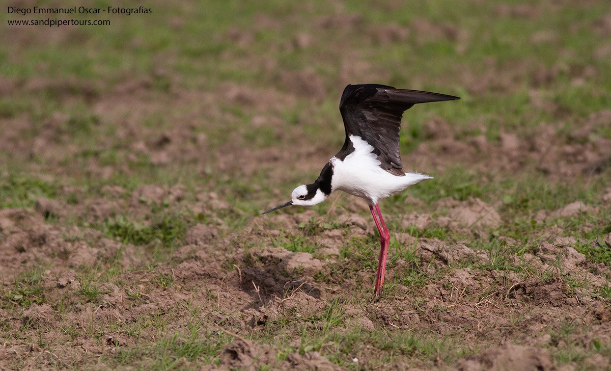 Black-necked Stilt (White-backed) - Diego Oscar / Sandpiper Birding & Tours