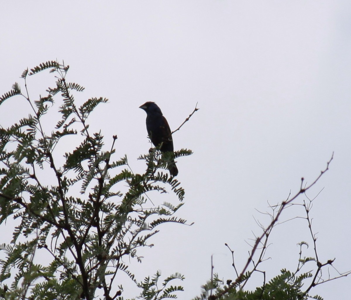 Blue Grosbeak - Larry Bennett