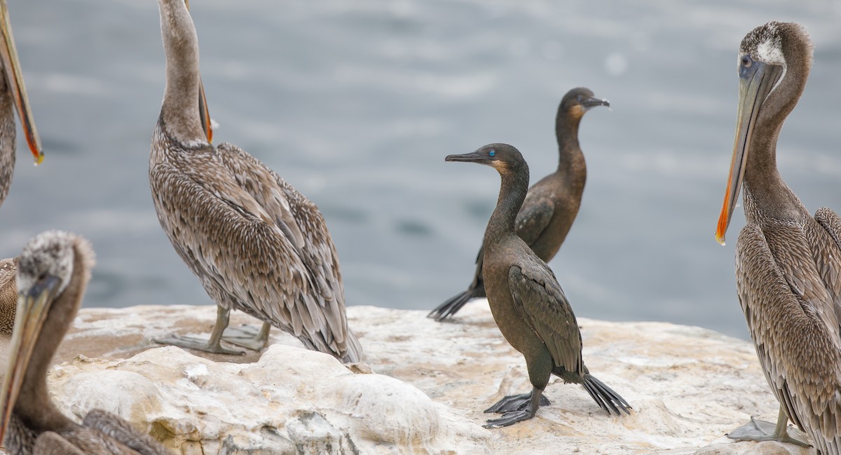 Brandt's Cormorant - Michael Sadat