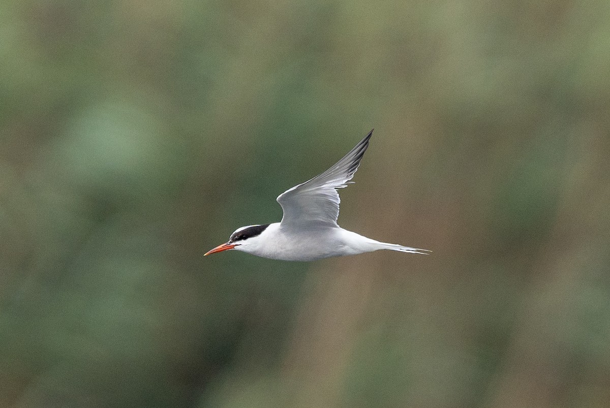 Common Tern - Scott Murphy