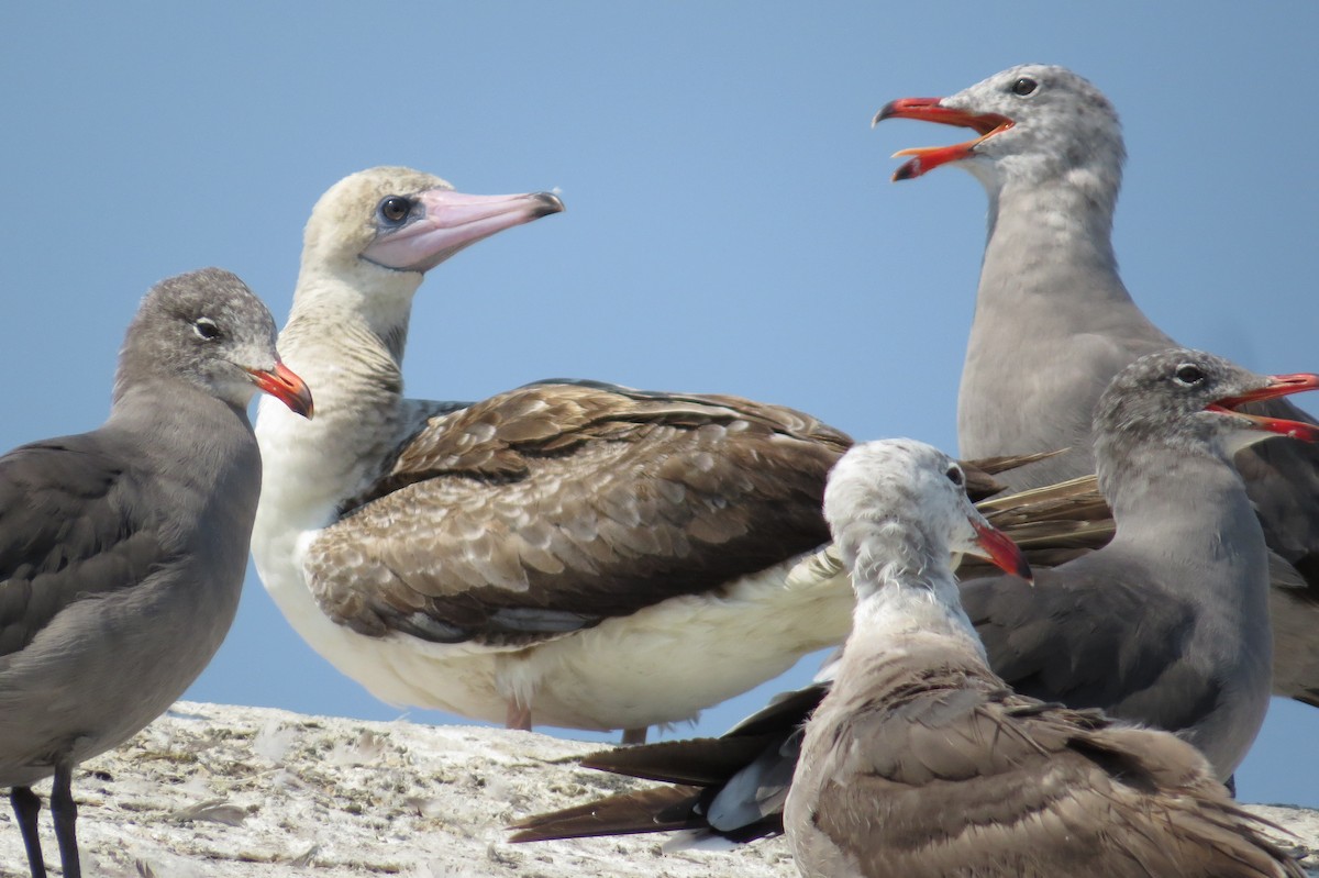 Red-footed Booby - Free Range Human