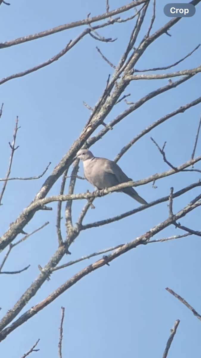 Eurasian Collared-Dove - ML622784517