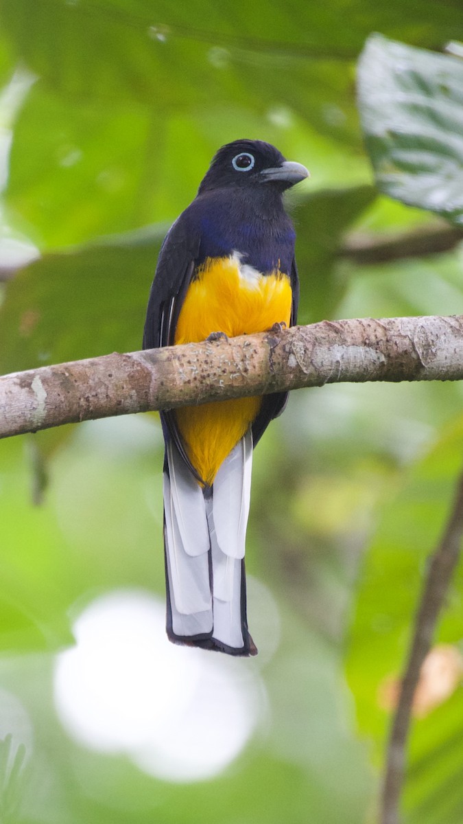 White-tailed Trogon - Diego Cueva